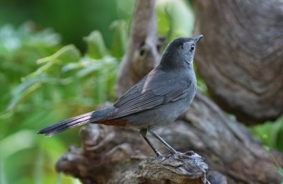 gray catbird
