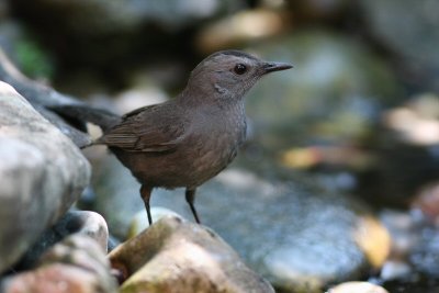 gray catbird
