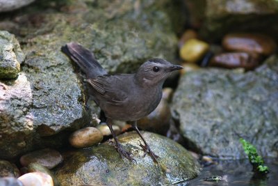 gray catbird