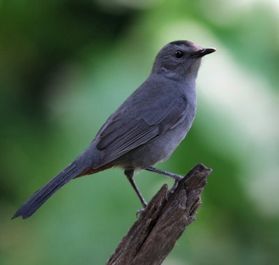 gray catbird