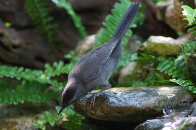 gray catbird