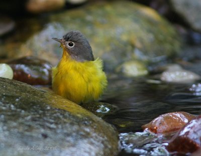 nashville warbler