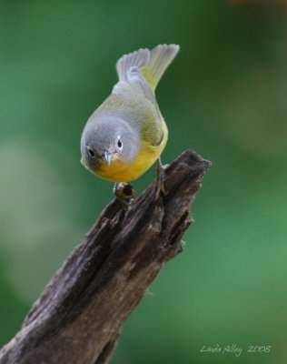 nashville warbler