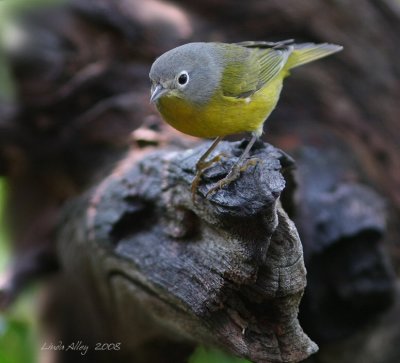 nashville warbler