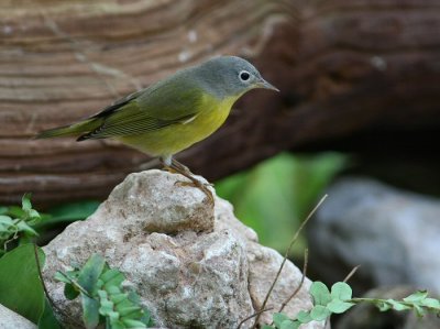 nashville warbler