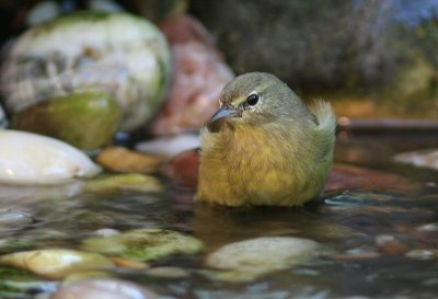 orange-crowned warbler