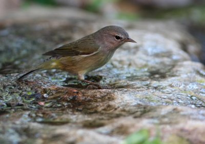 orange- crowned warbler