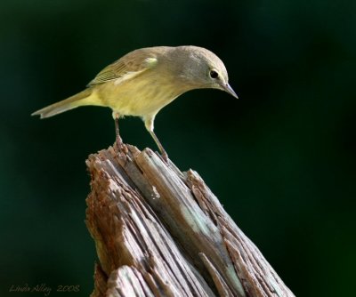orange crowned warbler