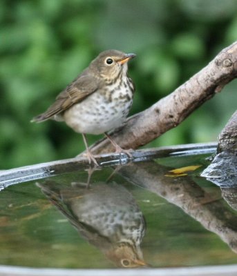 swainsons thrush