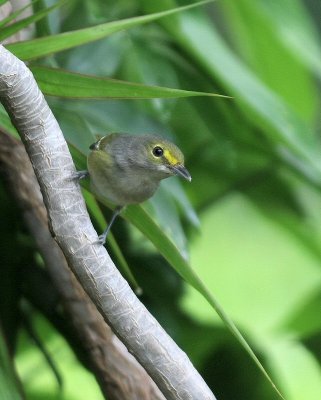 white eyed vireo juv