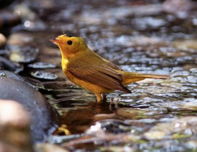 wilsons warbler male