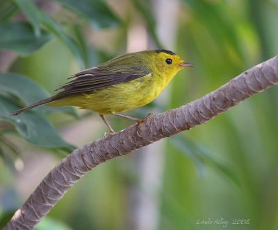 wilsons warbler