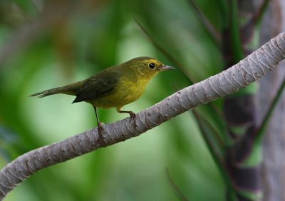 wilsons warbler female