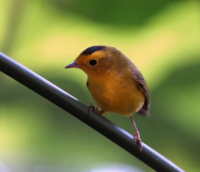 wilsons warbler male