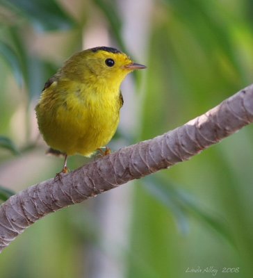 wilsons warbler male