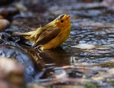 wilsons warbler male