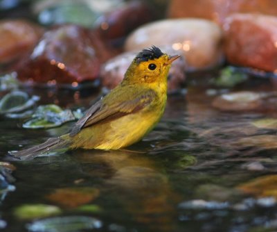 wilsons warbler male