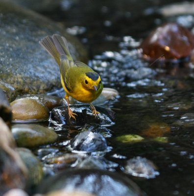 wilsons warbler