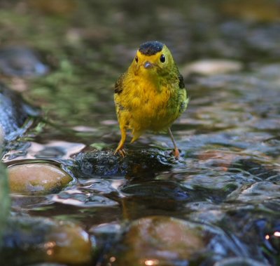 wilsons warbler