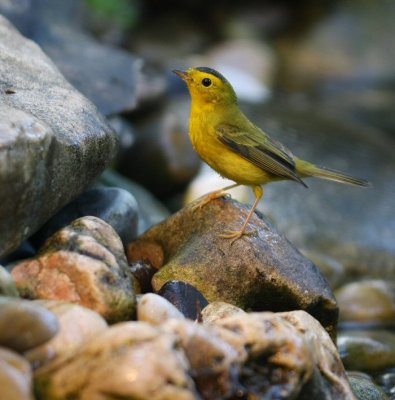 wilsons warbler