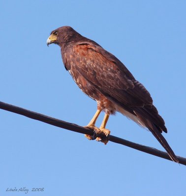 harris's hawk