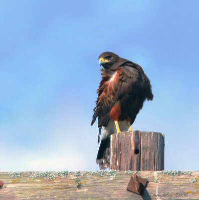 harris's hawk