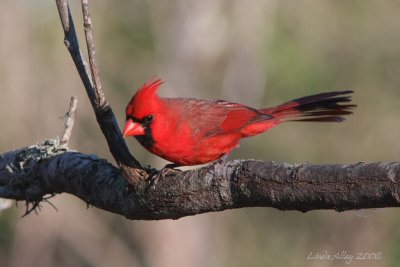 cardinal male