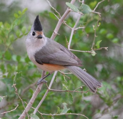 black-crested  titmouse