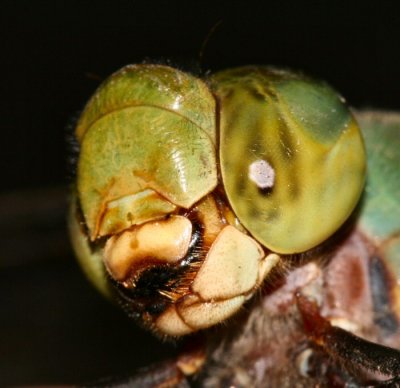 common green darner