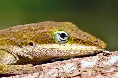 anole