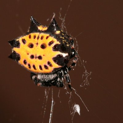 jeweled spider