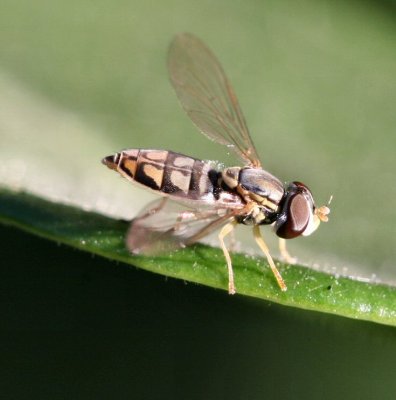 hover fly