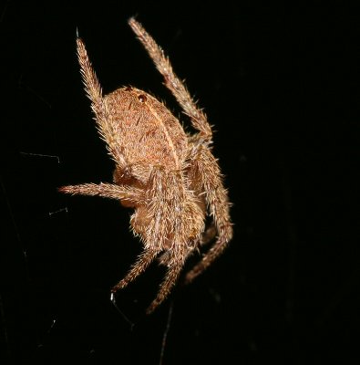 orb weaver