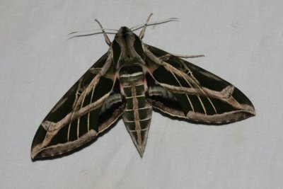 Eumorpha vitis - Hodges # 7864 - Vine Sphinx