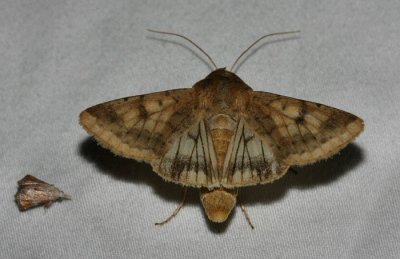 Helicoverpa zea - Corn Earworm Moth