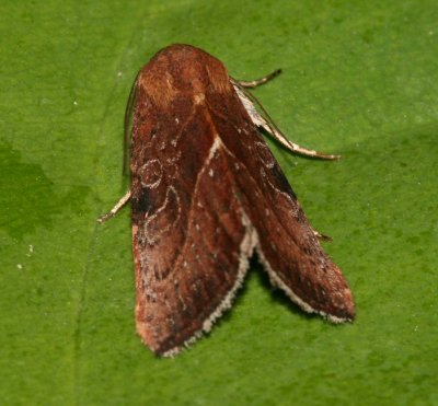 9688 - Galgula partita (female)