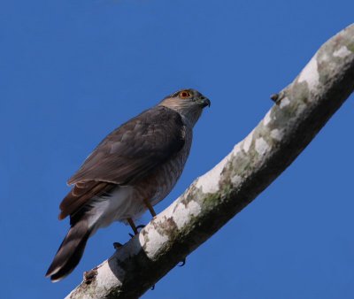 sharp-shinned hawk