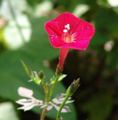 cardinal vine