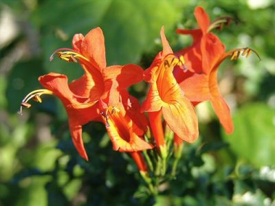 cape honeysuckle