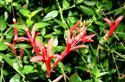 red flame acanthus