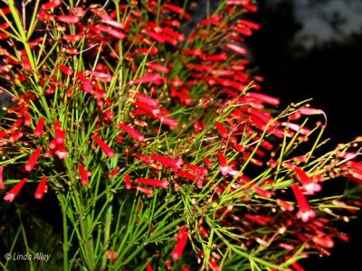 fountain plant