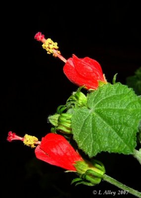 turks cap