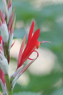 dwarf canna