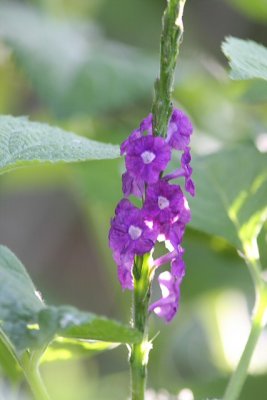 Plants that attract Hummingbirds