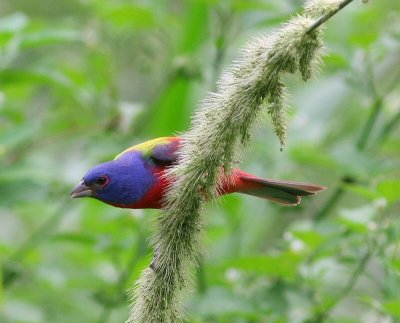 painted bunting male