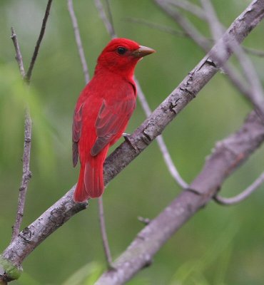 summer tanager male