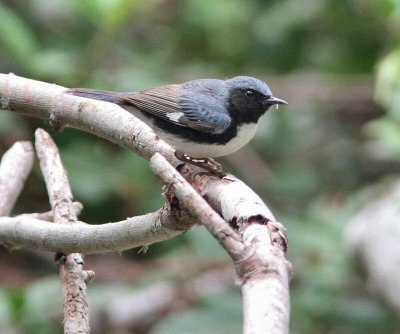 black throated blue warbler male