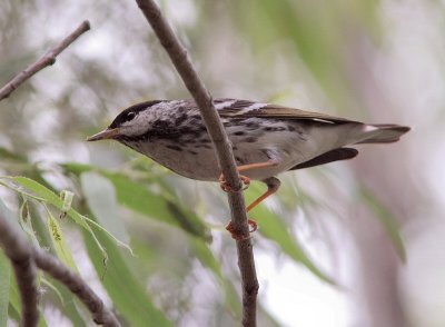 blackpoll warbler male