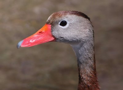 black-bellied whistling duck