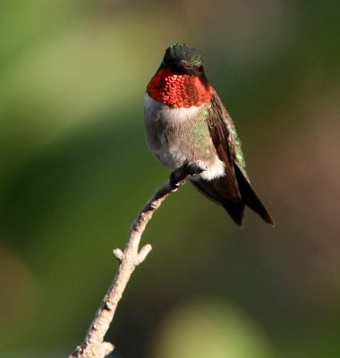 ruby-throated male